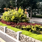 无机仿真石花箱：以永恒之名，塑将来之境