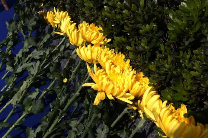 贝斯特 - 全球最奢华的游戏平台